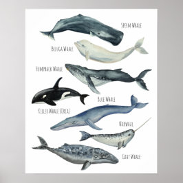 Póster Ballenas