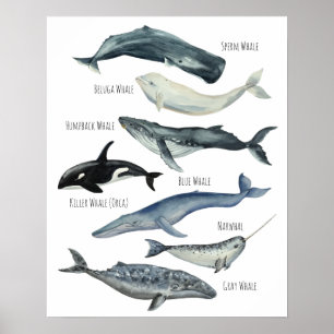 Póster Ballenas