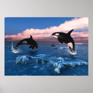 Póster Ballenas Asesinas En El Océano Ártico