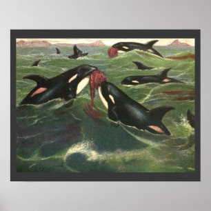 Póster Ballenas asesinas o orcas vintage, mamíferos marin