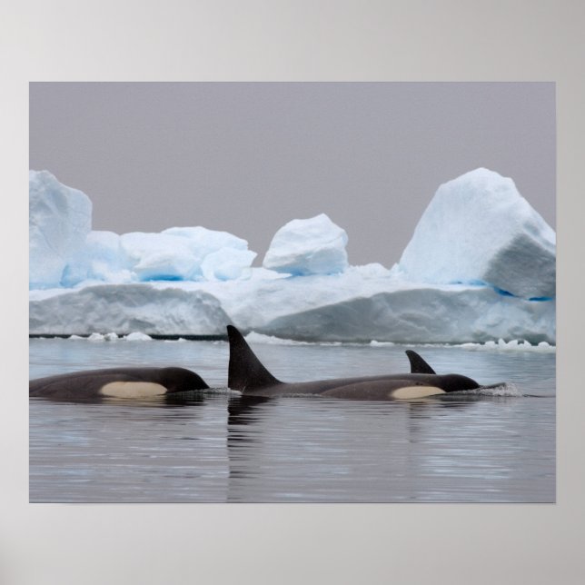 Póster ballenas asesinas (orcas), orcas orcinus, vaina (Frente)