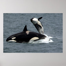 Póster Ballenas asesinas saltando