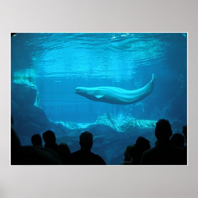Póster Ballenas de Beluga III (Frente)