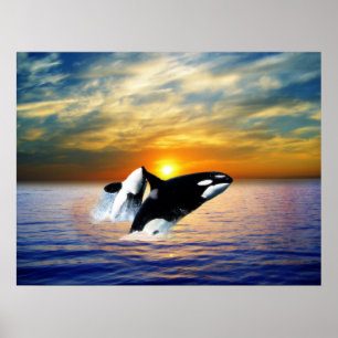 Póster Ballenas en la puesta del sol
