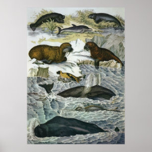 Póster Ballenas, focas y morsas vintage, animales marinos