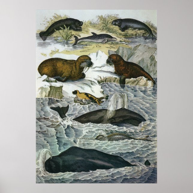 Póster Ballenas, focas y valles, animales marinos (Frente)