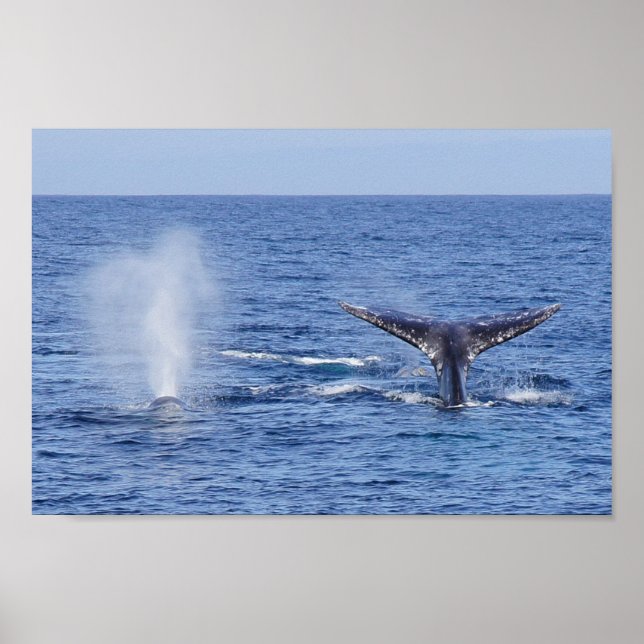Póster Ballenas grises marea y sopla - Imprimir (Frente)