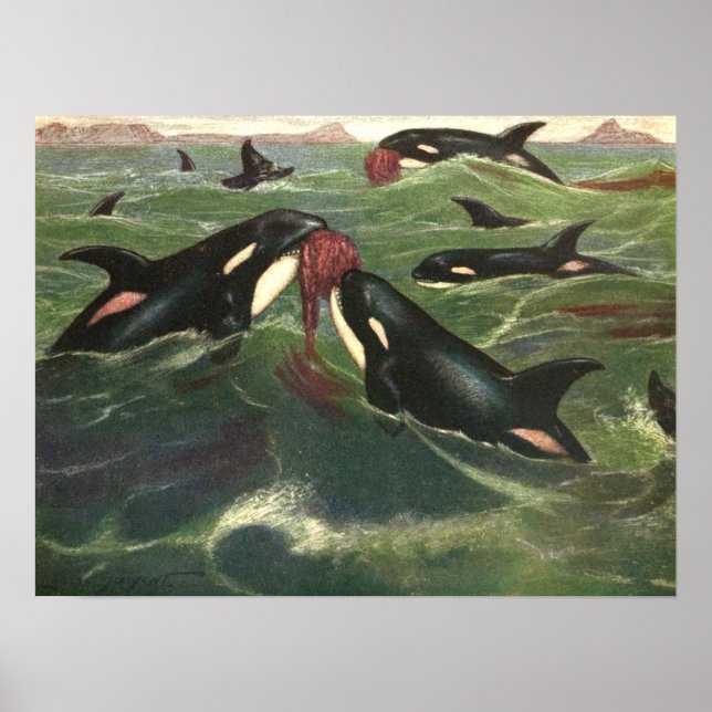 Póster Ballenas o orcas asesinas, mamíferos marinos (Frente)