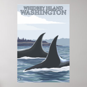 Póster Ballenas Orca #1 - Whidbey, Washington
