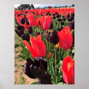 Póster Ballerina & Queen of the Night Tulips