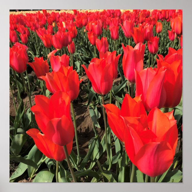 Póster Ballerina Tulips, Oregón (Frente)