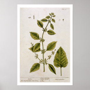 Póster Balm, placa 27 de 'A Curious Herbal', publicada