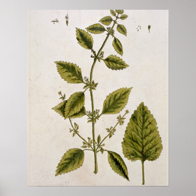 Póster Balm, plate 27 from 'A Curious Herbal', published (Frente)