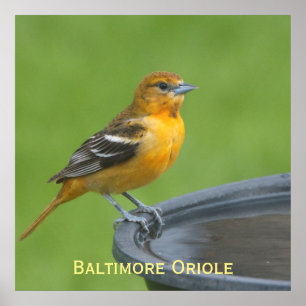 Póster Baltimore Oriole