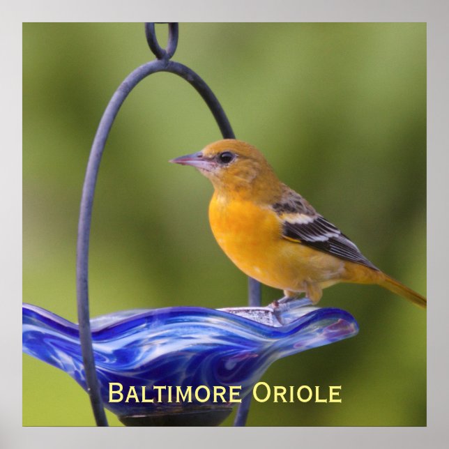 Póster Baltimore Oriole (Frente)