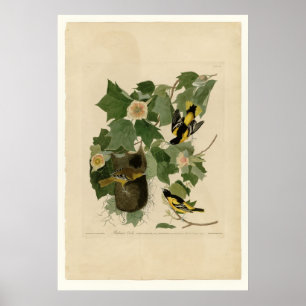 Póster Baltimore Oriole
