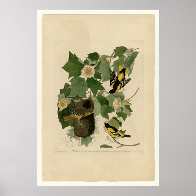 Póster Baltimore Oriole (Frente)