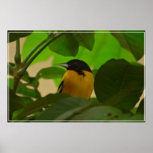 Póster Baltimore Oriole