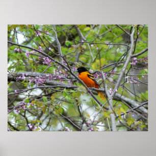 Póster Baltimore Oriole