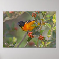 Baltimore Oriole