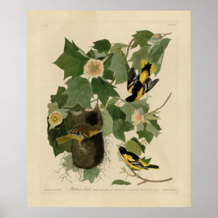 Póster Baltimore Oriole - de Aves de América de Audubon