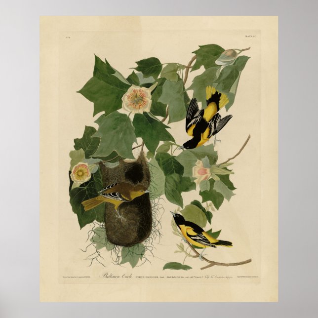Póster Baltimore Oriole - de Aves de América de Audubon (Frente)