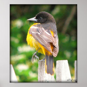 Póster Baltimore Oriole femenino/impresión