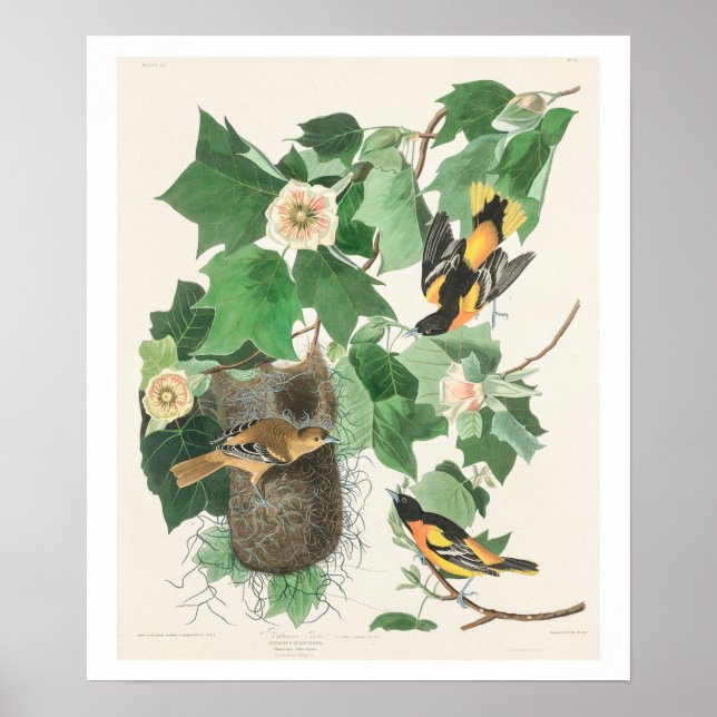 Póster Baltimore Oriole, por Audubon Poster (Frente)