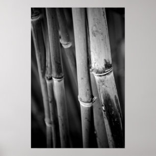 Póster Bamboo Canes in Black and White
