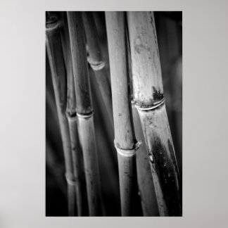 Póster Bamboo Canes in Black and White