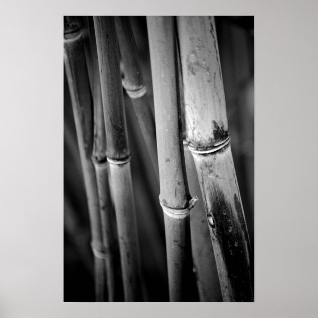 Póster Bamboo Canes in Black and White (Frente)