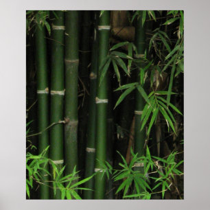 Póster Bamboo ... Fao Rai, Nong Khai, Isaan, Tailandia