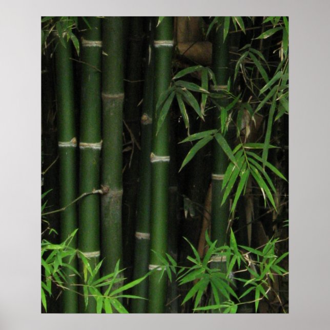 Póster Bamboo ... Fao Rai, Nong Khai, Isaan, Tailandia (Frente)