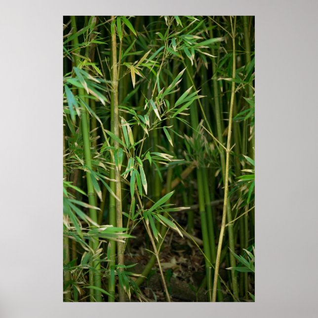 Póster Bamboo Forest (Frente)