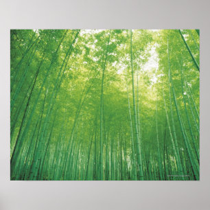 Póster Bamboo Forest 2