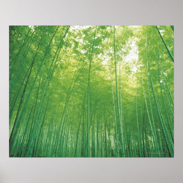 Póster Bamboo Forest 2 (Frente)