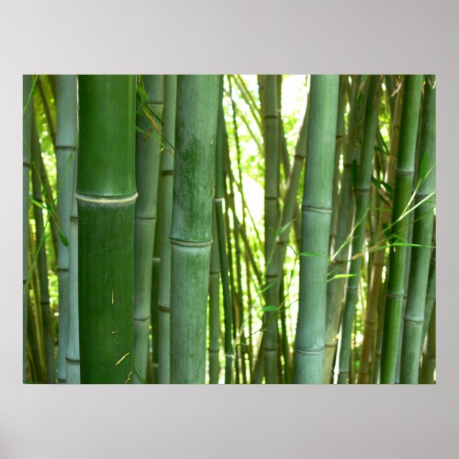 Póster Bamboo Grove (Frente)