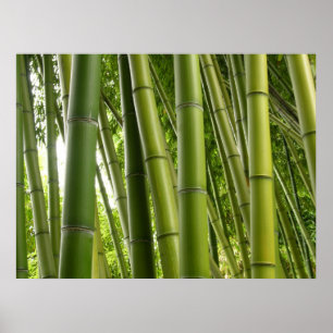 Póster Bamboo grove Poster