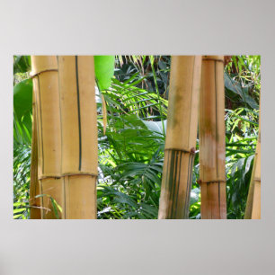 Póster Bambú