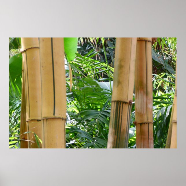 Póster Bambú (Frente)