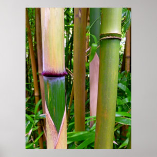 Póster Bambú