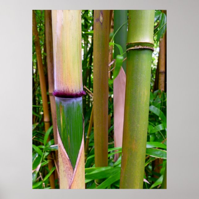 Póster Bambú (Frente)