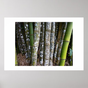 Póster Bambú Forestal En Costa Rica Poster