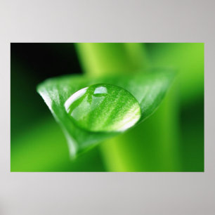 Póster Bambú Wassertropfen