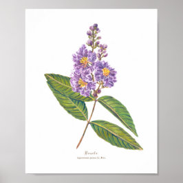 Póster Banaba (Lagerstroemia speciosa) Ph Forest Blooms