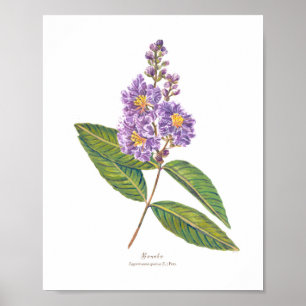 Póster Banaba (Lagerstroemia speciosa) Ph Forest Blooms