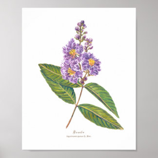 Póster Banaba (Lagerstroemia speciosa) Ph Forest Blooms