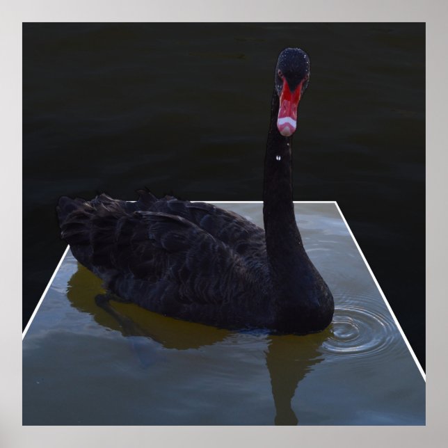 Póster Bañado De Cisne Negro En Estanques Dimensionales, (Frente)