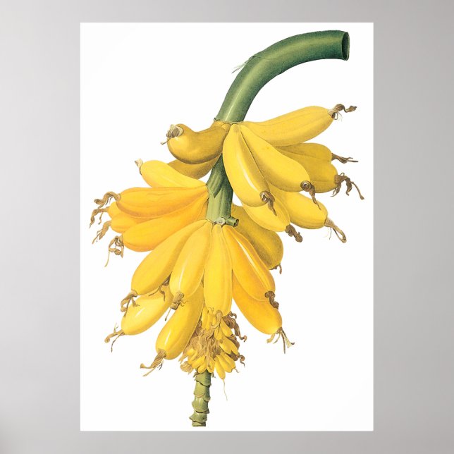 Póster Banana (Frente)