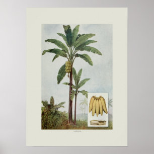 Póster Banana